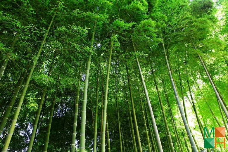 Tranh dán tường cho phòng khách đẹp tại Hà Nội NA - 107